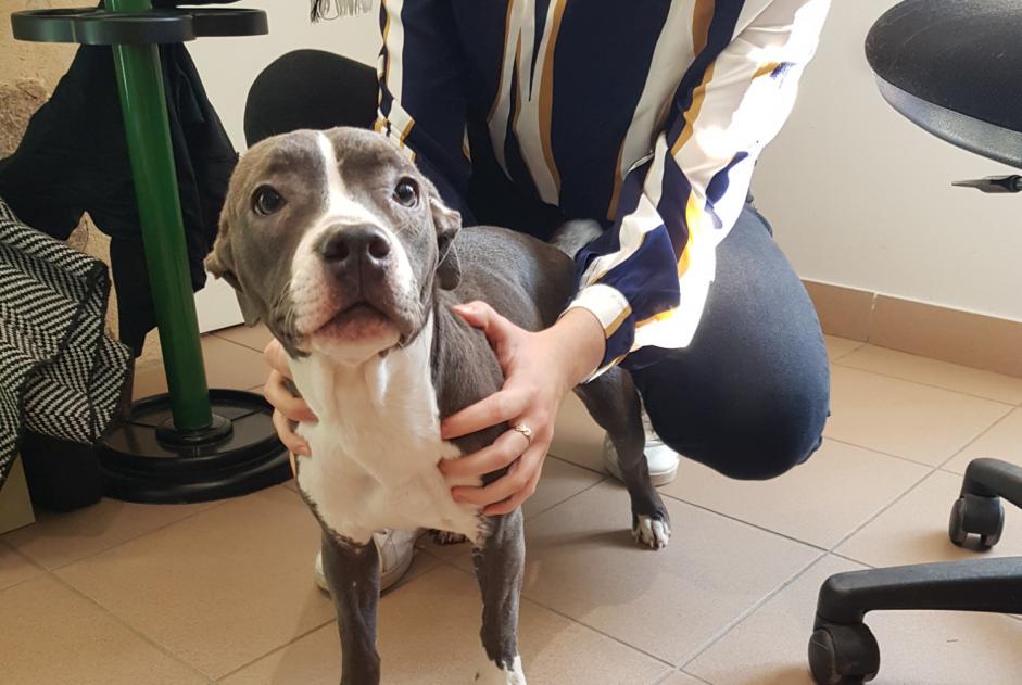 Fundmeldung Hund  Weiblich Saint-Cyr-le-Gravelais Frankreich