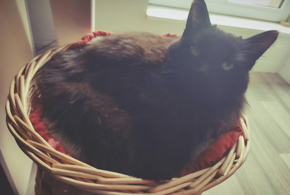 Fundmeldung Katze Männliche La Roche-Neuville Frankreich