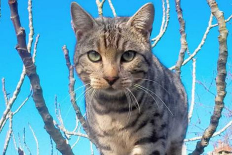 Vermisstmeldung Katze  Weiblich , 8 jahre Laval Frankreich