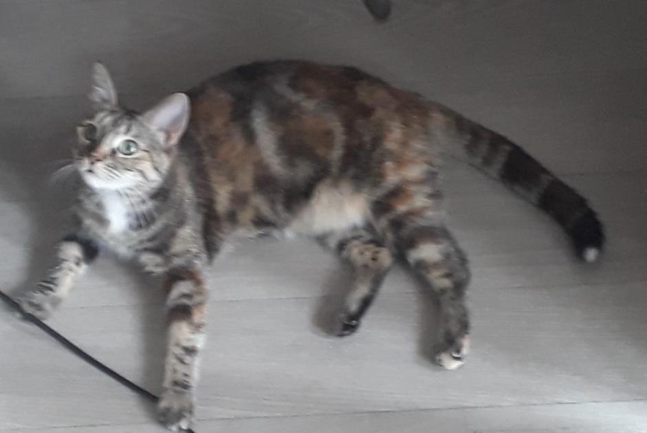 Vermisstmeldung Katze  Weiblich , 2 jahre Laval Frankreich