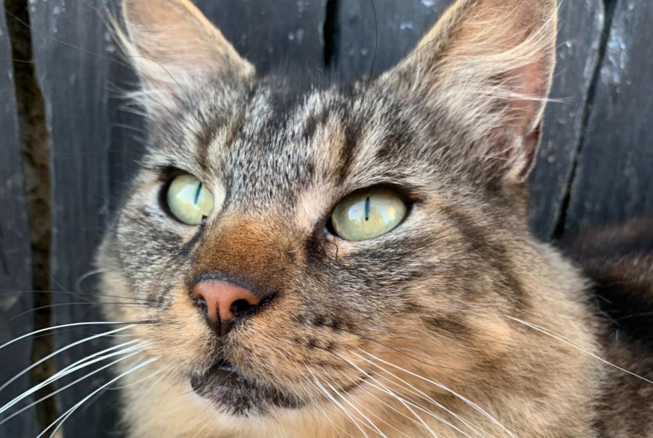 Vermisstmeldung Katze rassenmischung Männliche , 7 jahre La Baconnière Frankreich