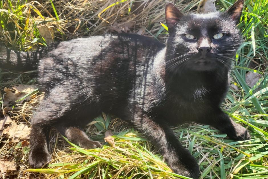 Vermisstmeldung Katze Männliche , 1 jahre Madré Frankreich Vermisstmeldung Katze Männliche , 1 jahre Madré Frankreich