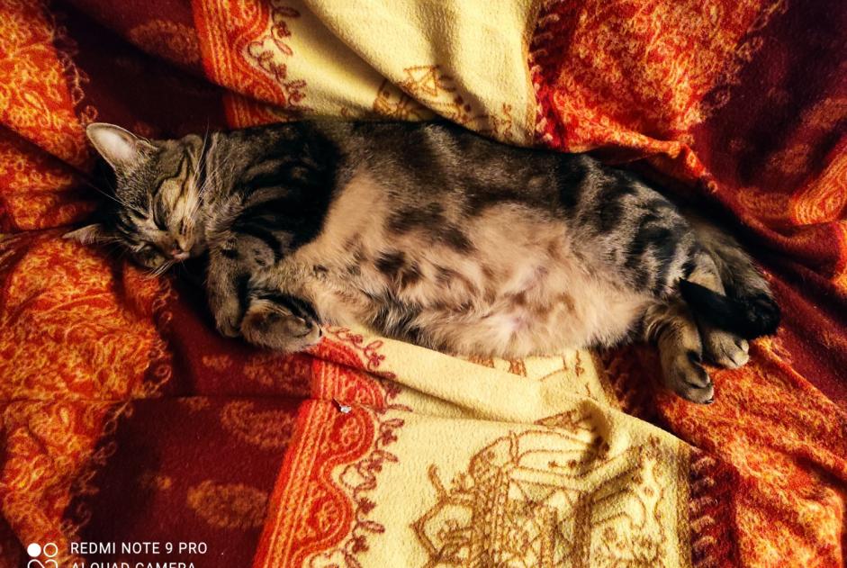 Disappearance alert Cat  Female , 6 years La Chaux-du-Dombief France
