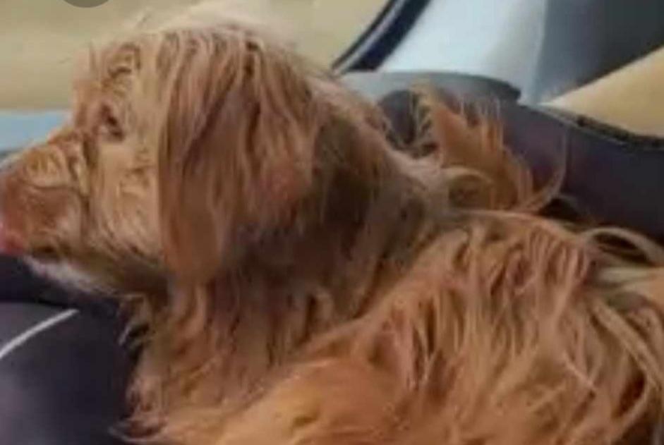 Discovery alert Dog Male Laval France