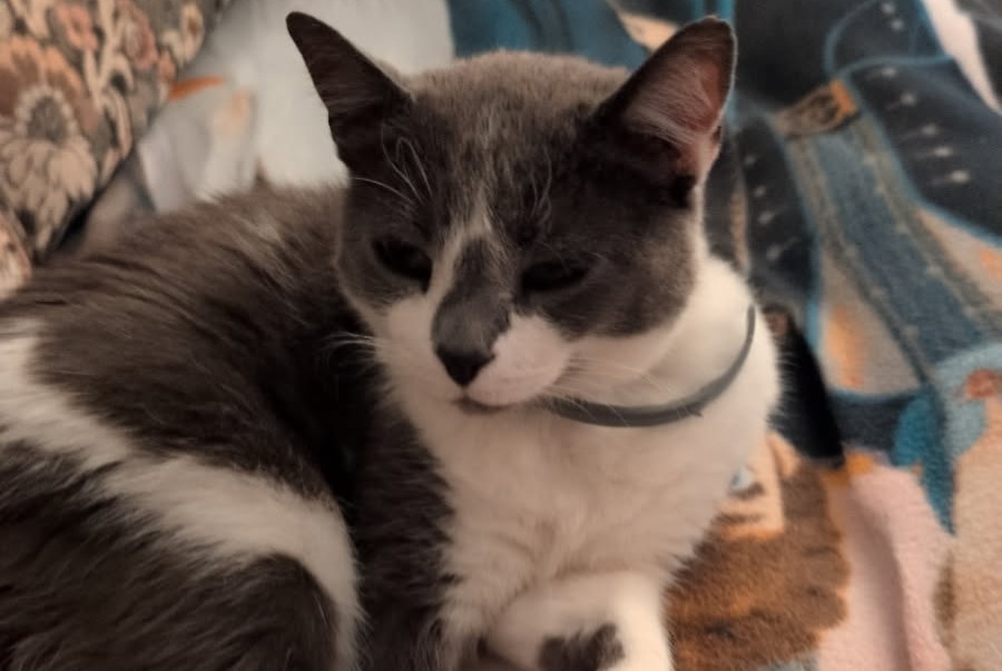Alerta de Desaparición Gato cruce Hembra , 9 años Alexain Francia