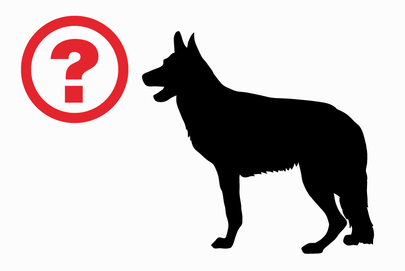 Alerta descoberta Cão  Desconhecido Ernée France