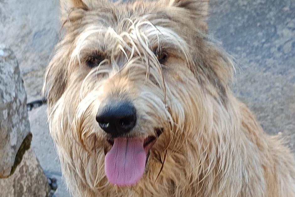 Avviso Ritrovamento Cane  Femmina Saint-Poix Francia