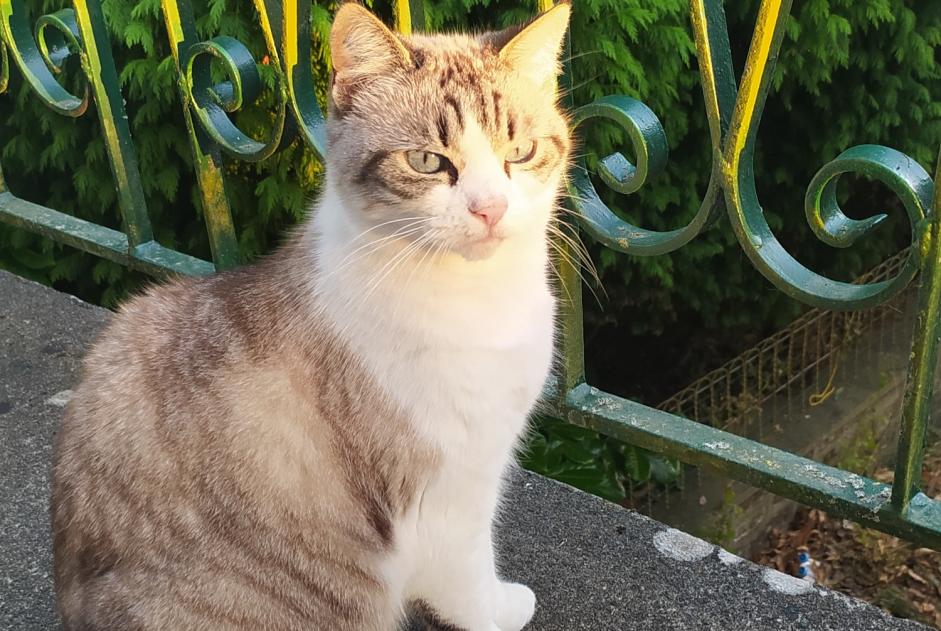 Alerta desaparecimento Gato Fêmea , 10 anos Saint-Mars-sur-la-Futaie France